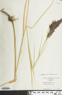 Phragmites australis image