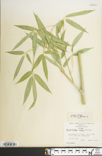 Phyllostachys aurea image