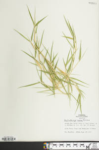 Phyllostachys aurea image