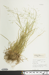 Poa alsodes image