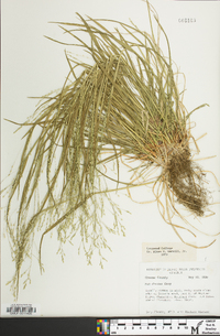 Poa alsodes image