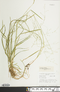 Poa alsodes image