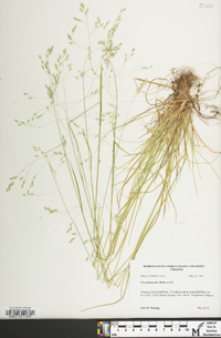 Poa autumnalis image