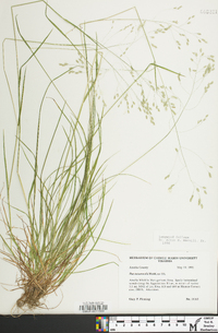 Poa autumnalis image