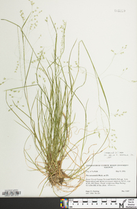 Poa autumnalis image