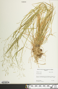 Poa alsodes image