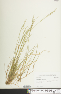 Poa autumnalis image