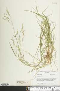 Poa autumnalis image