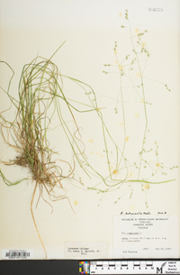 Poa autumnalis image