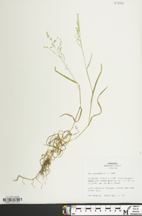 Poa autumnalis image