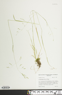 Poa paludigena image