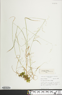 Poa paludigena image