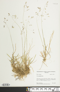 Poa cuspidata image