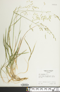 Poa cuspidata image