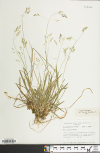 Poa cuspidata image