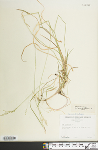 Poa cuspidata image