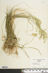 Poa cuspidata image