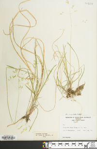 Poa cuspidata image