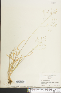 Poa cuspidata image