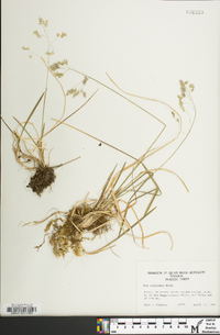 Poa cuspidata image