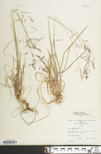 Poa cuspidata image