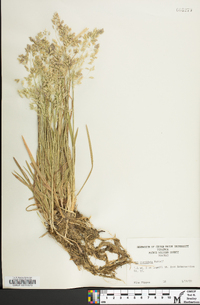 Poa cuspidata image