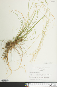 Poa cuspidata image