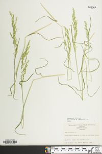 Poa trivialis image