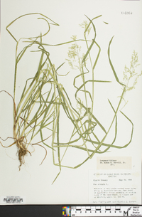 Poa trivialis image