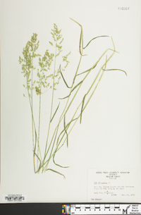 Poa trivialis image