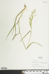 Poa trivialis image