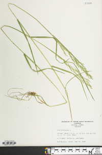 Poa trivialis image