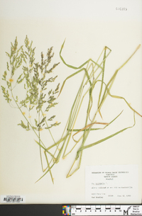 Poa trivialis image