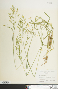 Poa trivialis image