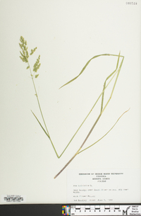 Poa trivialis image