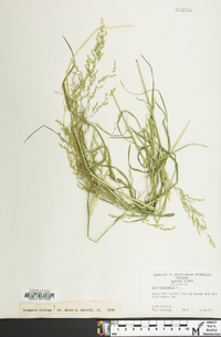 Poa trivialis image