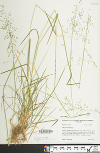 Poa sylvestris image