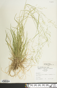 Poa sylvestris image