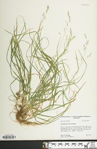 Poa saltuensis image