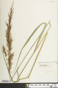 Saccharum brevibarbe image