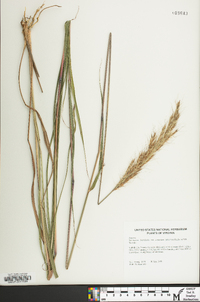 Saccharum brevibarbe image