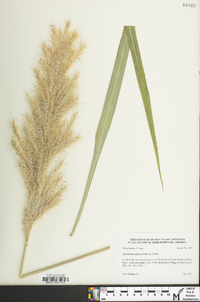 Saccharum alopecuroides image