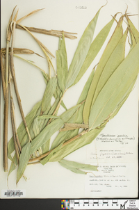 Pseudosasa japonica image
