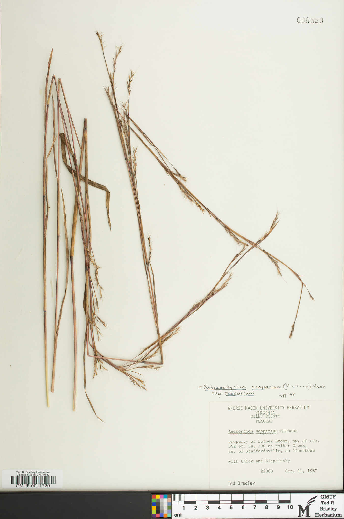 Schizachyrium scoparium var. scoparium image