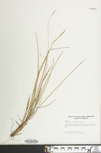 Schizachyrium scoparium var. scoparium image