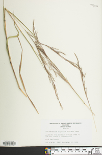 Schizachyrium scoparium var. scoparium image