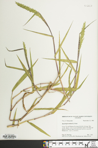 Sacciolepis striata image