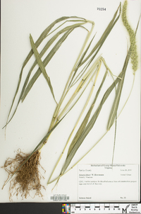 Setaria faberi image