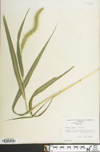 Setaria faberi image