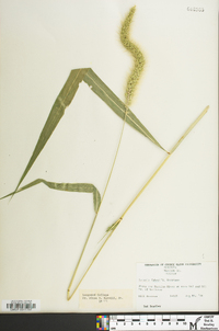 Setaria faberi image